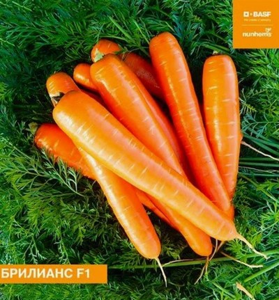 10  самых сладких сортов моркови